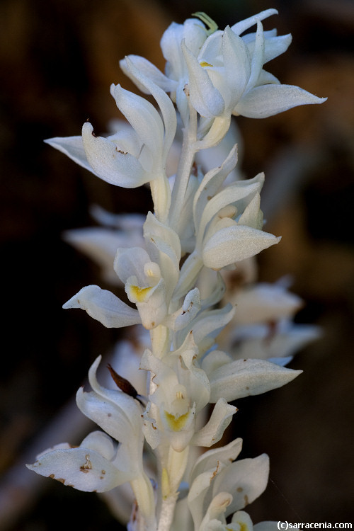 Image of phantom orchid