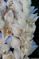 Image of phantom orchid