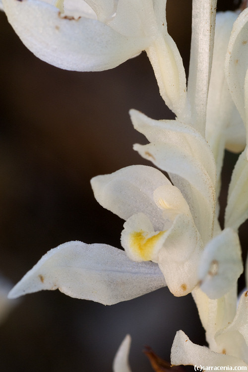 Image of phantom orchid