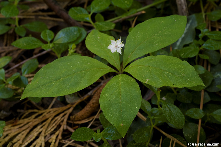 Image of <i>Trientalis latifolia</i>