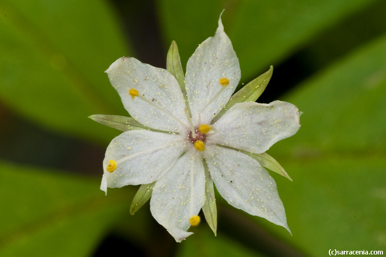 Image of <i>Trientalis latifolia</i>