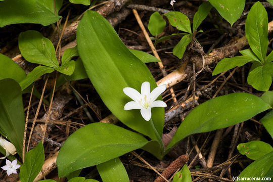 Imagem de Clintonia uniflora (Menzies ex Schult. & Schult. fil.) Kunth