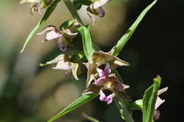 Image of Broad-leaved Helleborine