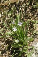 Elytraria imbricata (Vahl) Pers. resmi