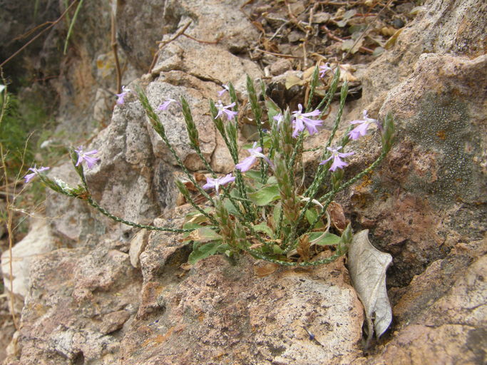 Image de Elytraria imbricata (Vahl) Pers.