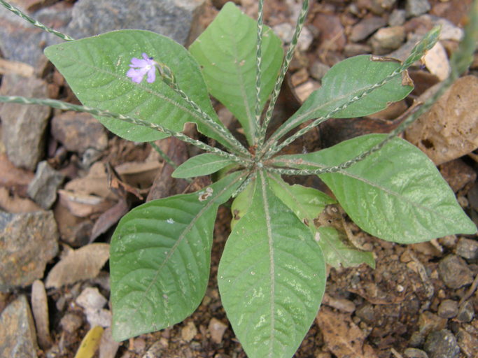 Elytraria imbricata (Vahl) Pers. resmi