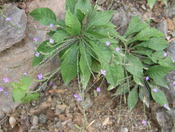 Elytraria imbricata (Vahl) Pers. resmi