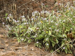 Image de Elytraria imbricata (Vahl) Pers.