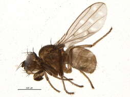 Image of Scatophila
