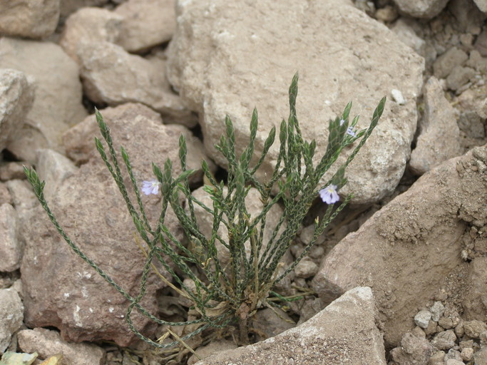 Image de Elytraria imbricata (Vahl) Pers.