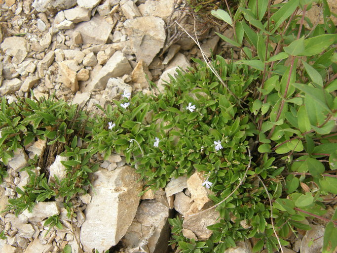 Elytraria imbricata (Vahl) Pers. resmi