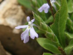 Image de Elytraria imbricata (Vahl) Pers.