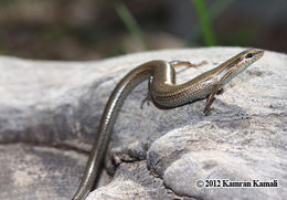 Image of Asian snake-eyed skink