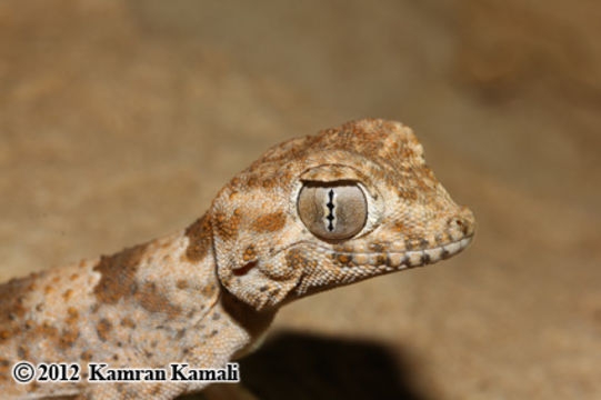 Image of Persian Spider Gecko