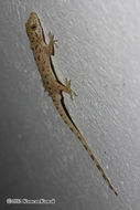 Image of Keeled Gecko