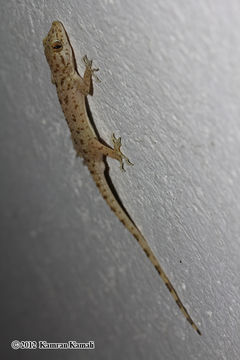 Image of Keeled Gecko