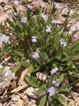 Image of purple scalystem