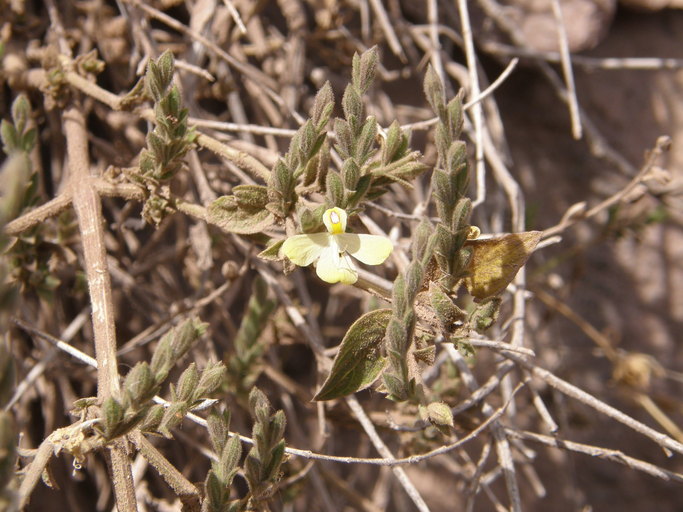 Henrya insularis Nees的圖片