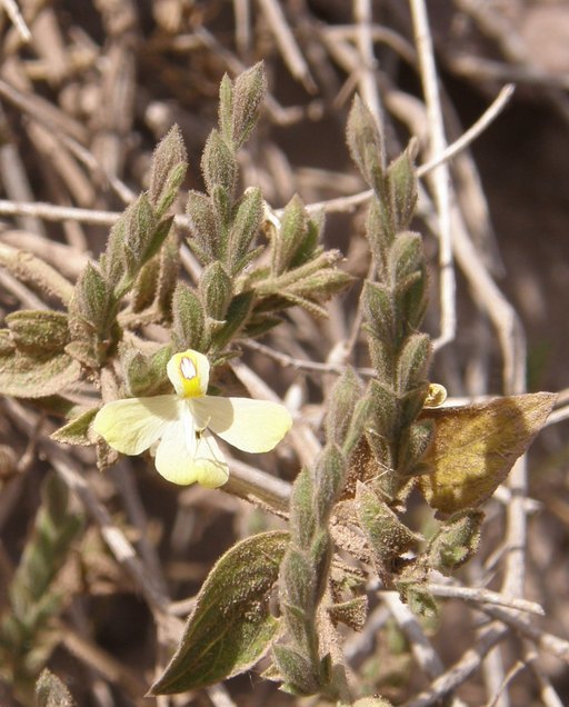 Henrya insularis Nees的圖片