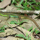 Image of Greenbelly Lizard