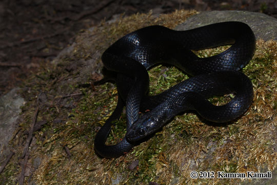 Image of Persian ratsnake