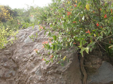 Image of Arizona water-willow