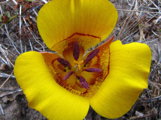 Image de Calochortus clavatus var. recurvifolius (Hoover) P. L. Fiedl. & Zebell