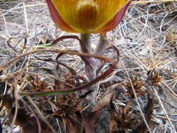 Image de Calochortus clavatus var. recurvifolius (Hoover) P. L. Fiedl. & Zebell