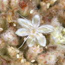 Image of Tehachapi buckwheat