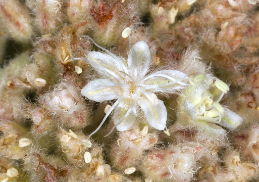 Image of Tehachapi buckwheat