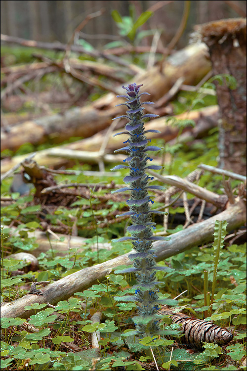 Image de Bugle pyramidale