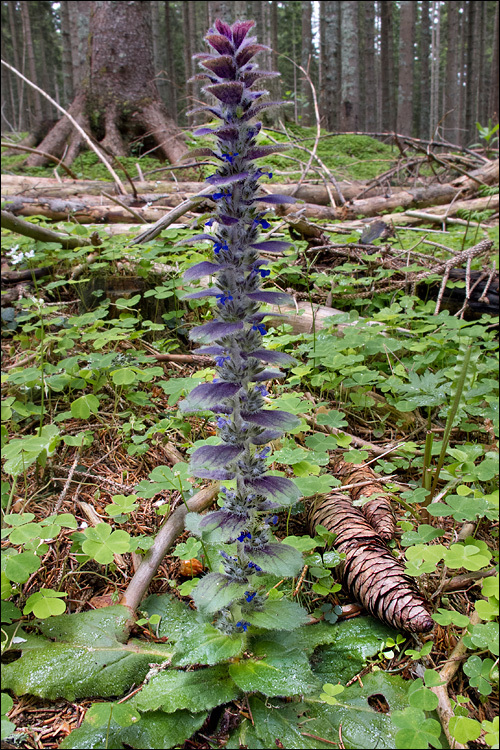 Image of Pyramidal Bugle