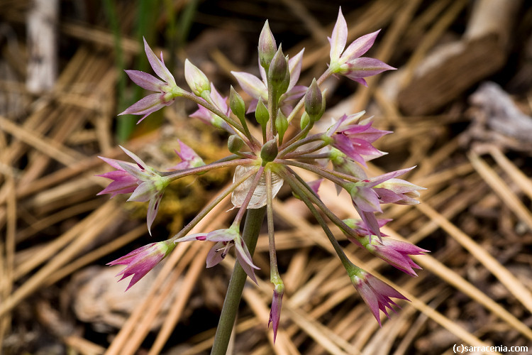 Image of dusky onion