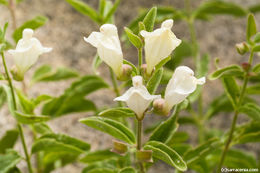 Scutellaria californica A. Gray的圖片