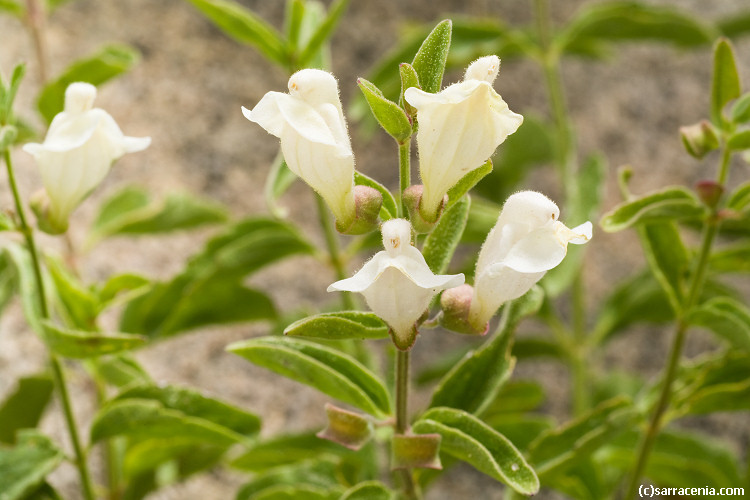 Scutellaria californica A. Gray的圖片