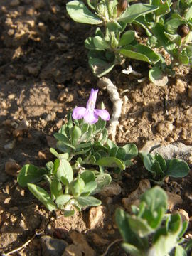 صورة Justicia pilosella (Nees) R. A. Hilsenbeck