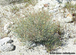 <i>Acmispon rigidus</i> resmi