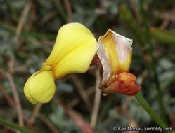 <i>Acmispon rigidus</i> resmi