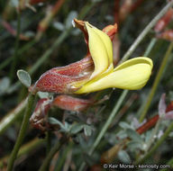 <i>Acmispon rigidus</i> resmi