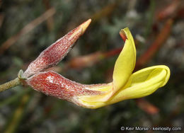 <i>Acmispon rigidus</i> resmi