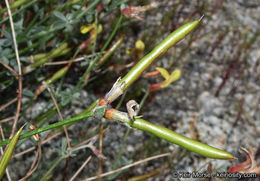 <i>Acmispon rigidus</i> resmi