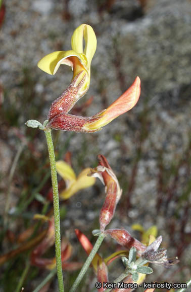 <i>Acmispon rigidus</i> resmi