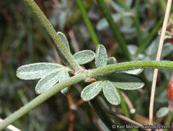 <i>Acmispon rigidus</i> resmi