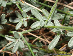 <i>Acmispon rigidus</i> resmi