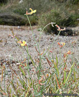 <i>Acmispon rigidus</i> resmi