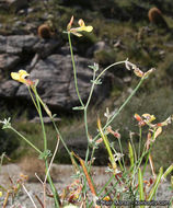 <i>Acmispon rigidus</i> resmi