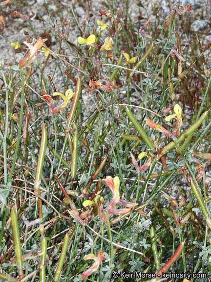 <i>Acmispon rigidus</i> resmi