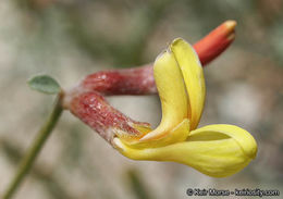 <i>Acmispon rigidus</i> resmi