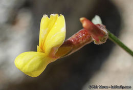 <i>Acmispon rigidus</i> resmi