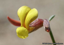 <i>Acmispon rigidus</i> resmi